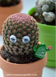 Prickles the cactus was a short created by denis morella and produced by curious pictures for the cartoon network. You Need A Cactus 7 Riveting Reasons Why Raise Your Garden