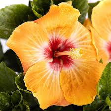 Image result for Hibiscus