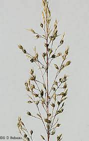 Over 70% new & buy it now; Prairie Dropseed Sporobolus Heterolepis A Gray A Gray