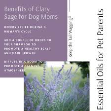 Choose from over 50 essential oils distilled directly from plants grown in their natural habitat for maximum potency and effectiveness. Benefits Of Clary Sage Essential Oil For Dog Mom Keep The Tail Wagging