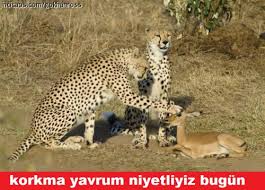 Korkma Yavrum Niyetliyiz Bugun Komik Hayvan Fikralari Hayvan Viralleri