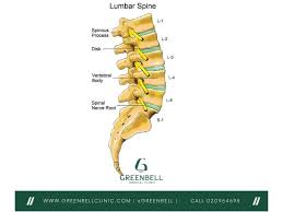 Image result for Lumbar vertebrae