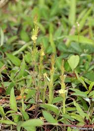 Image result for Striga asiatica