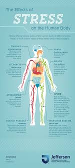 Infographic Effects Of Stress On The Human Body Jefferson Online