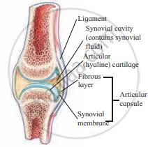 Start studying structure of a synovial joint. Draw Labelled Diagram Synovial Joint Biology Shaalaa Com