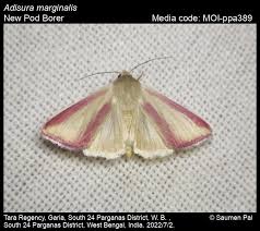 Image result for Mohria marginalis