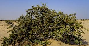 Image result for Balanites pedicellaris