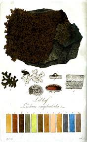 lichen color chart color theory pinterest botanical