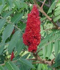 And sumac is the common while sumac as a spice remains associated with the middle east, north america is in fact home to. 25 Sumac Ideas Sumac Wild Edibles Edible Wild Plants
