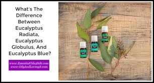 Uses for eucalyptus essential oil. What S The Difference Between Eucalyptus Radiata Eucalyptus Globulus And Eucalyptus Blue Young Living Essential Oils Beauty Health Products