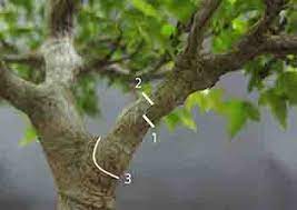 Hours may change under current circumstances. A Total Tree Service Lake Stevens