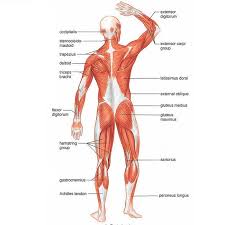 Perfect spot 12 is the best by far, however: Massage Back Muscle Chart Amazon Com The Muscular System Deep Layers Back Laminated Anatomy Chart Sports Outdoors The Superficial Back Muscles Are The Muscles Found Just Under The Skin