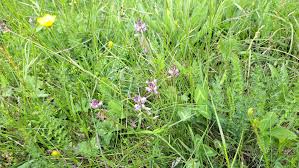 Image result for Polygala sphenoptera