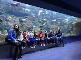 Anaokulu 5 Yas Ile Dunyanin Isleyisi Temamiz Kapsaminda Aqua Florya Akvaryuma Gittik Oradaki Baliklari Inceleyerek Suyun Canlilari Anaokulu Akvaryum Ogretim