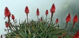 Image result for Aloe christianii