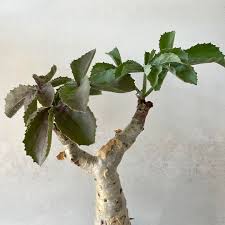 Image result for Cyphostemma stenolobum