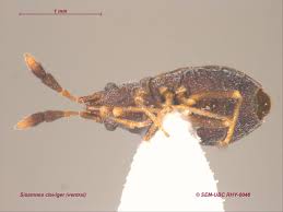 Image result for Cissus humbertii