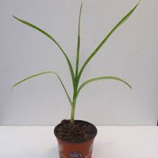 Allium Ampeloprasum Elefantenknoblauch Biopflanzen Shop Von Omiobio