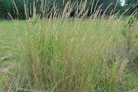 Image result for Setaria sphacelata