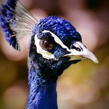 La Maschera Animals Peacock Beautiful Birds