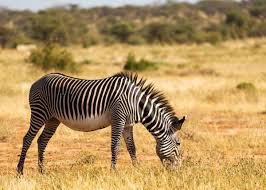 A zebra's coat is a giant bar code—and we can scan it. 60 Zebra Facts For Animal Lovers And Africa Travelers All 3 Species Storyteller Travel