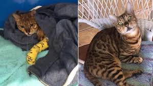 Where do you even find a bengal cat for sale?! Devastated Owner S 1 500 Bengal Cat Put Down After Being Mistaken For Stray 7news Com Au
