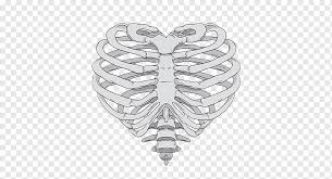 The thorax is anatomical structure supported by a skeletal framework (thoracic cage) and contains the principal organs of respiration and circulation. Human Rib Cage Illustration Rib Cage Heart Human Skeleton Anatomy Skeleton Hand Human Body Human Anatomy Skeleton Png Pngwing