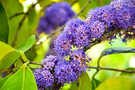 Image result for Memecylon