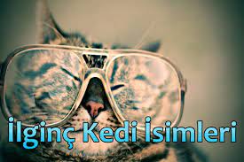 bu sayfada ilginc kedi isimleri komik kedi isimleri populer kedi isimleri disi kedi isimleri erkek kedi isimleri populer kedi guzel kediler komik kediler