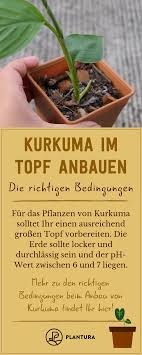 Kurkuma Im Topf Anbauen 5 Tipps Fur Die Erfolgreiche Ernte Plantura Kurkuma Gemuse Anbauen Schnell Wachsende Pflanzen