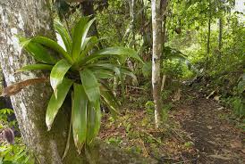 Image result for Vandenboschia gigantea