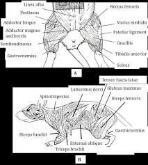 the rats muscle anatomy the rats muscle anatomy is shown