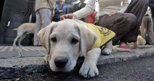 Check spelling or type a new query. Que Es Un Perro Guia