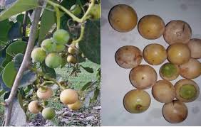 Image result for Cordia sp.A.