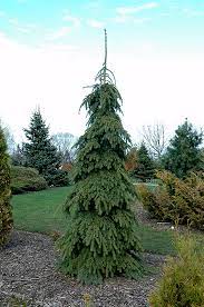 Grows to approximately 7' x 2' over 10 years. Weeping White Spruce Picea Glauca Pendula In Inver Grove Heights Minnesota Mn At Gertens