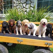 As dark red standard poodle breeders, we work to keep lines pure, puppies healthy, and everyone loved and happy. Standard Poodle Pups Home Facebook