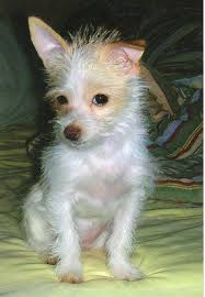 Black And White Maltese Chihuahua Mix Malchi Pictures And Photos Malchi Pics 1 Dog Breeds Pictures Dog Friends Dog Breeds