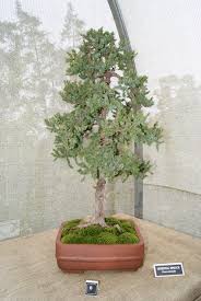 Let the susquehanna club help make your special event memorable! Bonsai Tree 24 Excellent Rosade Bonsai Studio Inspirations