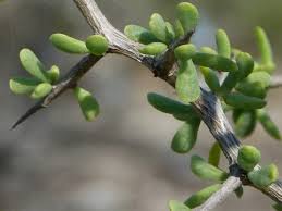 Image result for Lycium mascarenense