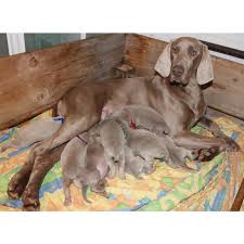 Image result for výmarský krátkosrstý ohař