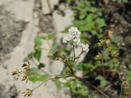 Image result for Boerhavia erecta