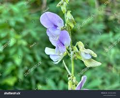 Image result for Crotalaria verrucosa