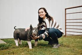Ffa Pictures Berkshire Pigs Livestock Animals