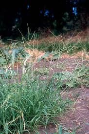 Image result for Digitaria setifolia