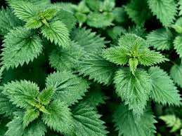 To truly be able to regrow your hair and keep it for the rest of your life, you will need to fix the underlying causes. Nettle Hair Tonic Venus Power Llc Organic Herbal Teas Yoni Steam Blends Sea Moss Detox Supplements And Essentials To Healing