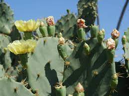 Oppuntia engelmanni cactaceae (cactus family). Opuntia Stricta Erect Prickly Pear World Of Succulents Prickly Pear Cacti And Succulents Blooming Cactus