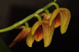 Image result for Bulbophyllum sp. nov