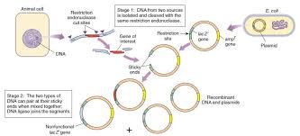 Vektor kloning adalah agen pembawa fragmen dna masuk ke dalam sel makhluk hidup yang berfungsi untuk memperbanyak fragmen dna. Teknologi Dna Rekombinan Suhartono M Sc Pdf Download Gratis