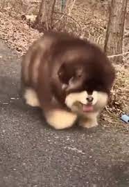 The anger level is something that is usually associated with this breed. Fluffy Cute Dog Video Cute Fluffy Dogs Fluffy Dogs Cute Funny Animals