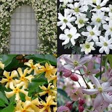 De clematis avalanche is een groenblijvende clematis uit de cartmanii familie. Klimplanten Groenblijvend 4 Seizoenen Pergola Clematisonline Blog